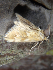 Cynaeda gigantea