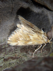 Cynaeda gigantea