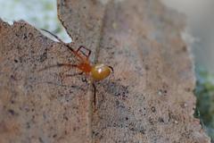 Argyrodes miniaceus