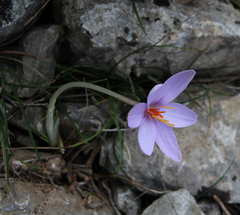 Crocus cambessedesii