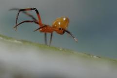 Argyrodes miniaceus