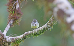 Myiarchus cephalotes