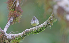 Myiarchus cephalotes