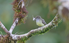 Myiarchus cephalotes