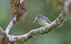 Myiarchus cephalotes