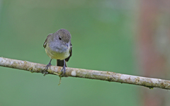 Myiarchus cephalotes