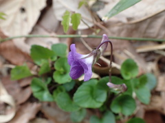 Viola obtusa