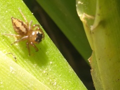 Colyttus