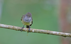 Myiarchus cephalotes