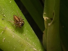 Colyttus
