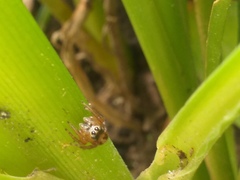 Colyttus