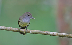 Myiarchus cephalotes