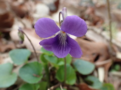 Viola obtusa