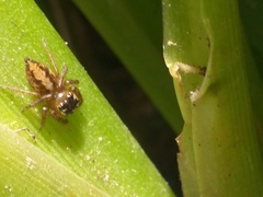 Colyttus