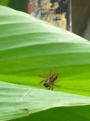 Colyttus