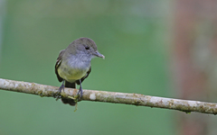 Myiarchus cephalotes