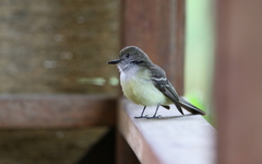 Myiarchus cephalotes