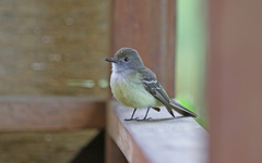 Myiarchus cephalotes