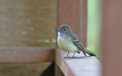 Myiarchus cephalotes