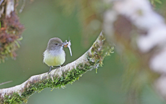 Myiarchus cephalotes