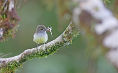 Myiarchus cephalotes