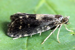 Narycia duplicella