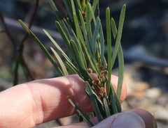 Acacia viscidula