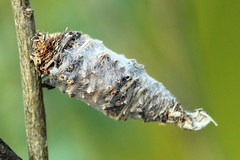 Phalacropterix graslinella