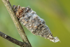Phalacropterix graslinella