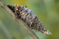 Phalacropterix graslinella
