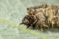 Phalacropterix graslinella