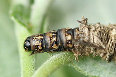 Phalacropterix graslinella