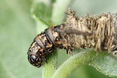 Phalacropterix graslinella
