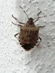 Halyomorpha halys