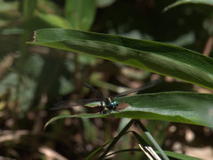 Eusynthemis aurolineata
