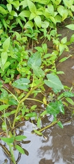 Ipomoea aquatica