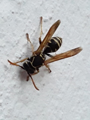 Polistes dominula