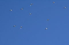 Charadrius morinellus