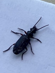 Omphrina