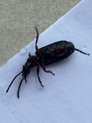 Omphrina
