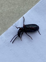 Omphrina
