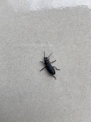 Omphrina