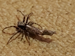 Paraverrucosa neglecta