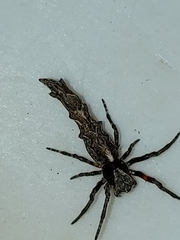 Paraverrucosa neglecta