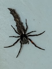 Paraverrucosa neglecta