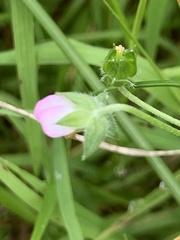 Geranium gardneri
