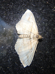 Costaconvexa polygrammata