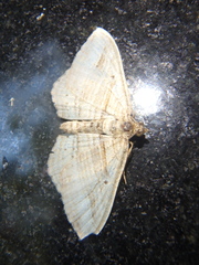 Costaconvexa polygrammata