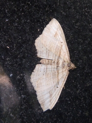 Costaconvexa polygrammata