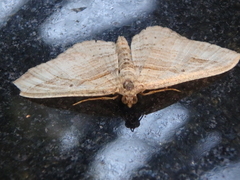 Costaconvexa polygrammata